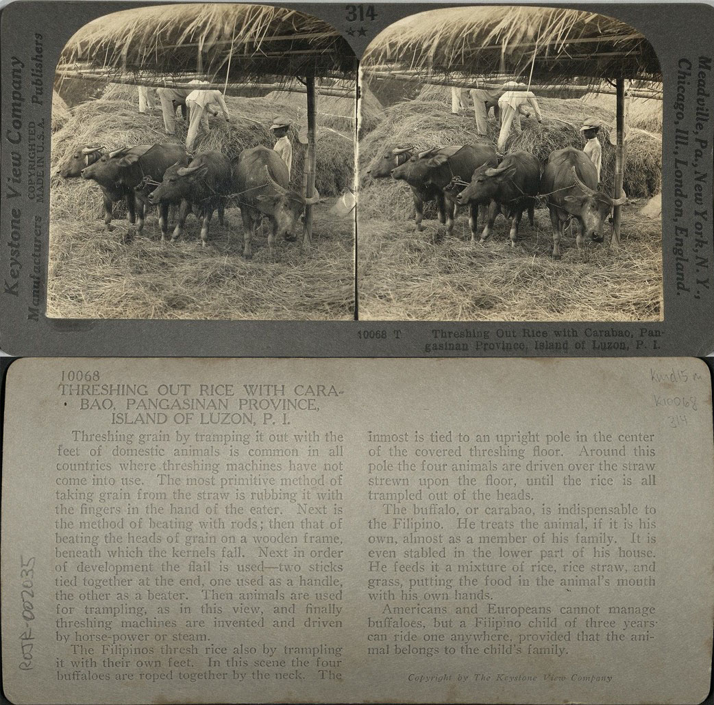 Threshing out Rice with Carabao, Pangasinan Province, Island of Luzon, P. I.